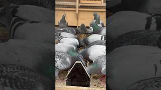 Oregano Oil and Biotics offer benefits for pigeons like better digestive health amp boosting immunity [upl. by Onig]