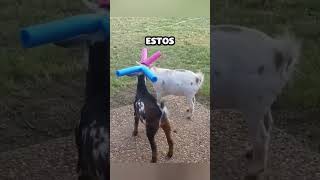 Cabras con flotadores de piscina en sus cuernos [upl. by Eirrod]