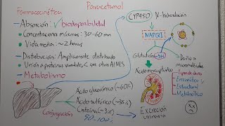 🔴 FARMACOCINÉTICA DEL PARACETAMOL ABSORCIÓN DISTRIBUCIÓN METABOLISMO Y EXCRECIÓN [upl. by New676]