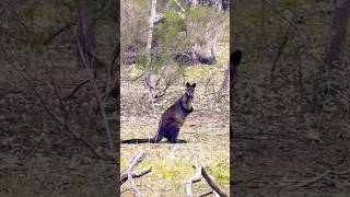 Wallaby kangaroo family Avustralia wildlifebeautiful [upl. by Keisling]