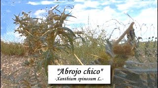 «Abrojo Chico Xanthium spinosum L 2019» [upl. by Rusticus991]