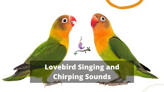 African love birds singing LoveBird sound [upl. by Mor]