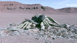 Skelettküste  NAMIBIA [upl. by Magdau]