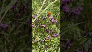 Butterfly Plant for Lateseason Nectar with Purple Flowers  Ironweed Vernonia spp [upl. by Sternberg]