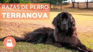 El perro Terranova  RAZAS de perro GIGANTE [upl. by Duke686]