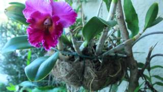 MY ORCHID GARDEN amp PROPAGATION [upl. by Ahseek732]