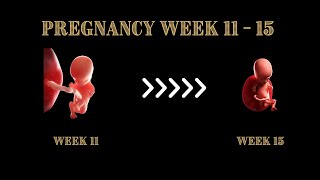 Your Pregnancy Week By Week Weeks 11 To 15  WHAT TO EXPECT [upl. by Leitao761]