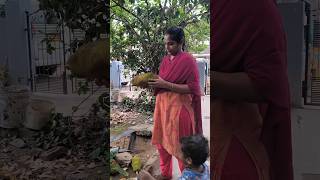 మా పనసకాయలకి కూడ time aipoindi😍😋shortsytshortsjackfruit jackfrutharvest [upl. by Rowe675]