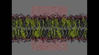 Ordering Effect of Cholesterol in a Lipid Bilayer old [upl. by Metsky]