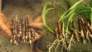 How to Easily Propagate Cordyline Ti Plants from Cuttings A StepbyStep Guide Gardening [upl. by Ydnelg]