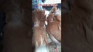 Uluberia pet market shortsviralshortvideos pigeonshorts jekapinuluberiapigeonmarket [upl. by Acirretal923]