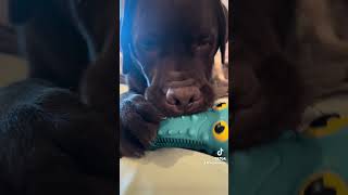 Trying out indestructible dog toys puppy labradoretriever labpuppy dogtoys toyreview [upl. by Jenica]