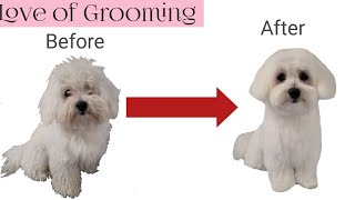 Grooming a Maltese Puppy [upl. by Akinyt]