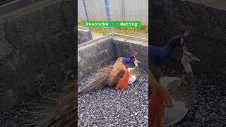 Peacocks 🦚 🦚 Mating shorts viralvideo mating peacock [upl. by Aitetel]