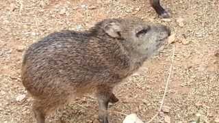 Wild Baby Javelina in Tucson Arizona [upl. by Aruam663]