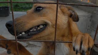 Romanian Shelter Dogs 2019 [upl. by Adena]