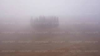 Cypresses group in Tuscany Italy [upl. by Reiners]