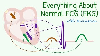 From Basics of 12 Lead ECG to How Waves are Produced Everything about Normal Electrocardiogram [upl. by Nerral]