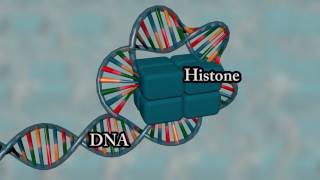 Chromosome structure  Medical animation [upl. by Thatcher]