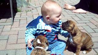 Boxer puppies and baby [upl. by Ranit]