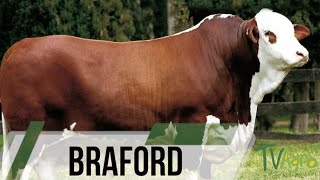 Braford cattle alternative for meat production  TvAgro by Juan Gonzalo Angel [upl. by Milson151]