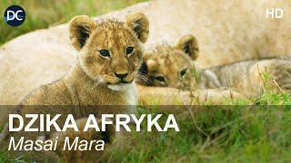 Dzika Afryka  MASAI MARA  Film przyrodniczy  Film dokumentalny  Dzika natura  Dzikie zwierzęta [upl. by Fortunio]