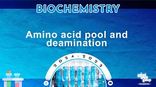 L27 Protein metabolism amino acid pool  oxidative deamination of amino acids  Biochemistry [upl. by Oiramej]