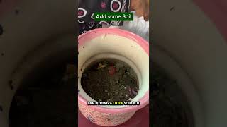 Grow Soilless Pomegranate Anaar A Sustainable Gardening Hack🌿 shorts pomegranate soilless [upl. by Vincenty]