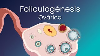 Foliculogénesis Proceso competo [upl. by Neelloc]