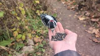 Downy Woodpecker Whitebreasted Nuthatch Chickadees Riverwood Conservancy 111224 [upl. by Anifesoj]