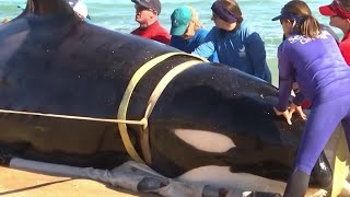 Humans not involved in death of killer whale stranded on Florida beach researchers says [upl. by Iverson116]