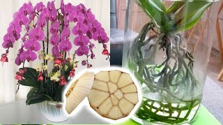 Knoblauchwasser Rezept  bester Dünger für blühen Orchideen Orchideen wieder blühen bringen [upl. by Yerfdog]