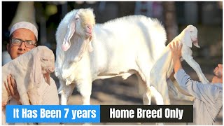 HAFEJI GOAT FARM IT HAS BEEN 7 YEARS FOR HOME BREED  30 SAAL PURANI PATIRA NASAL  LAJPORSURAT [upl. by Trescha]