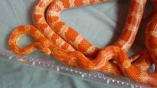 corn snakes mating [upl. by Sherry]