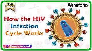 How the HIV Infection Cycle Works  Animated microbiology [upl. by Brower812]