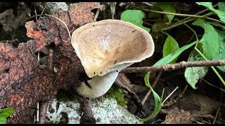 Polyporus tuberaster June 27 2024 [upl. by Dunc]