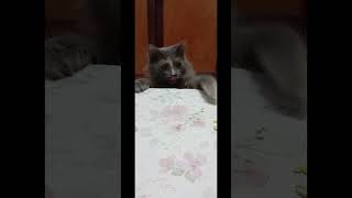 Nice Cats eating قطة مضحكة [upl. by Marcelle]