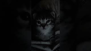 scared kitty catmemes memes cat [upl. by Areid]