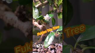 Fukien Tea Tree Carmona [upl. by Mcgray]