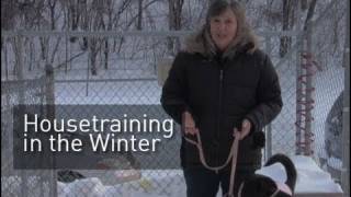 Pet Dish Pet Tips  Housetraining in the Winter [upl. by Nileve]