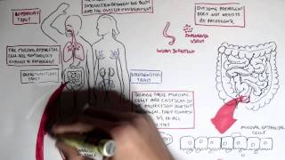 Mucosal Immunity Overview [upl. by Soph521]