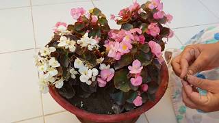 Care of Begonia Plant  How to Grow and Care Begonia Plant  Fun Gardening [upl. by Remliw]