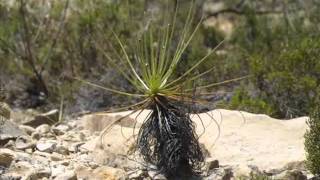 Drosophyllum in Algeciras III [upl. by Nissensohn659]