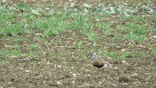 Eurasian Dotterel Therfield Herts April 2017 [upl. by Occor]