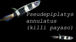 Epiplatys annulatus killi payaso [upl. by Richela]