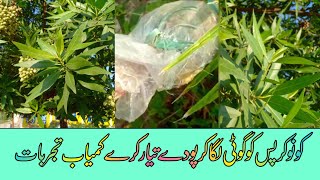 HOW to grow Kono plants ko ghutti kaise lagate fast grow plant KonoConocarpus plant from cuttings [upl. by Ahsilad214]