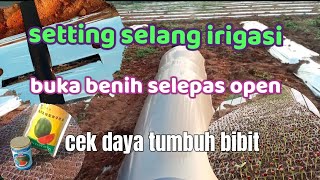 tahapan awal budi daya semangka bagi pemula part 2 [upl. by Groot]