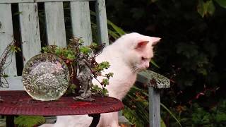 Sunday Evening in Bealtaine Cottage [upl. by Yllut]