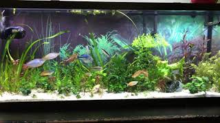 Relaxation 55 Gallon Planted Freshwater Rainbow fish Community Aquarium [upl. by Also]