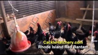 Rhode Island Red Bantam Chicken Breed Breeder Flock  Cackle Hatchery [upl. by Alakim548]